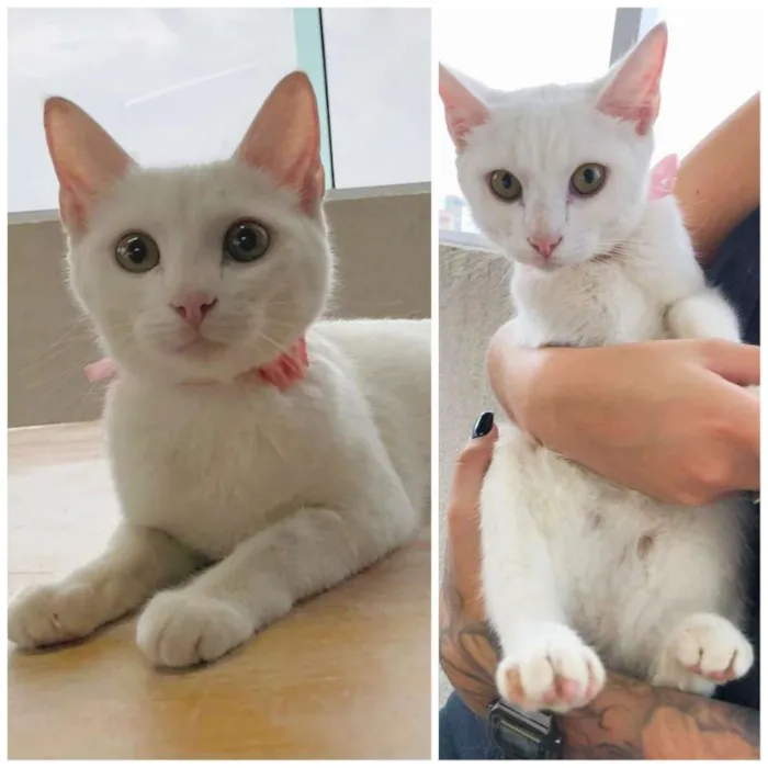 Gato ra a SRD idade 2 a 6 meses nome Bianca