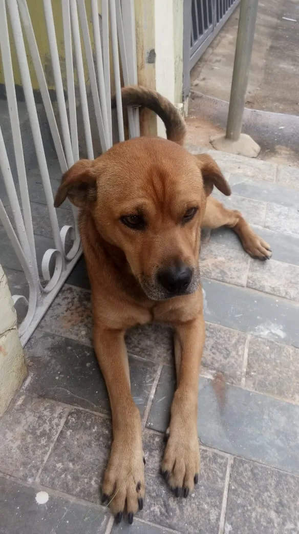 Cachorro ra a SRD idade 5 anos nome Caramelo