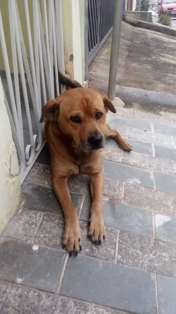 Cachorro ra a SRD idade 5 anos nome Caramelo