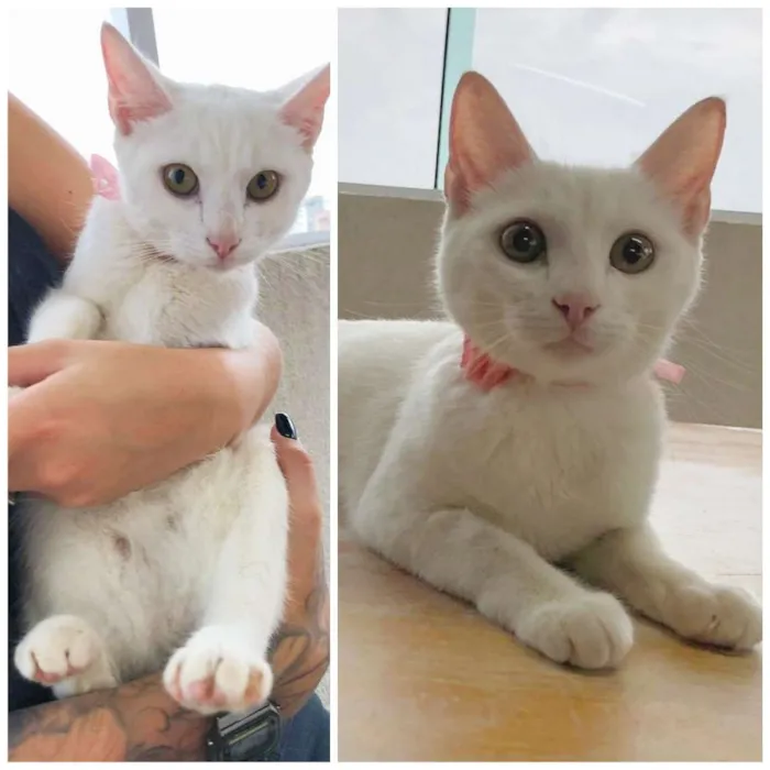 Gato ra a SRD idade 2 a 6 meses nome Bianca