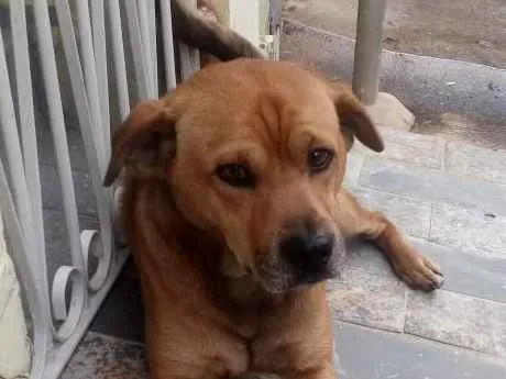 Cachorro ra a SRD idade 5 anos nome Caramelo