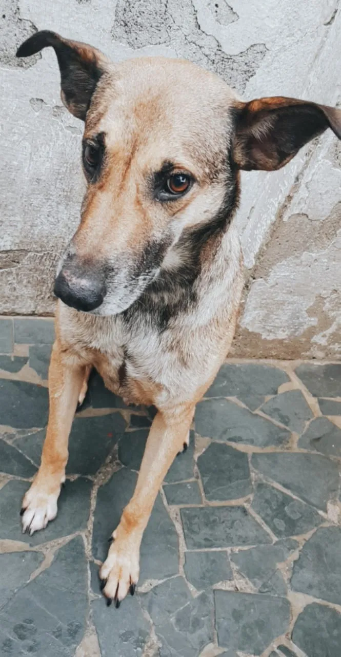 Cachorro ra a SRD idade 4 anos nome Théo