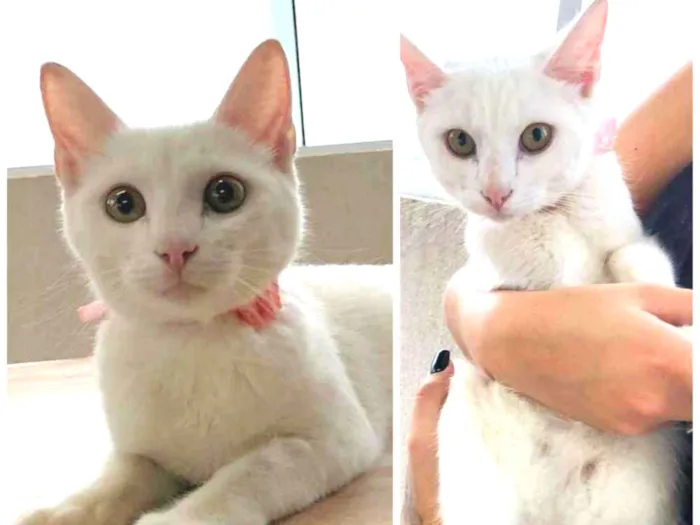 Gato ra a SRD idade 2 a 6 meses nome Bianca