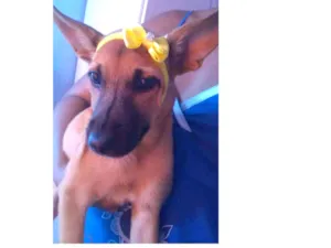 Cachorro raça Vira lata raciada com labrador idade 2 a 6 meses nome Safyra