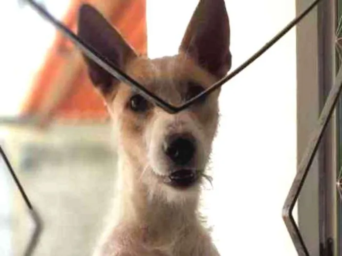 Cachorro ra a Sem raça definida idade 7 a 11 meses nome Zeus
