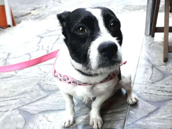 Cachorro raça  idade 2 anos nome Boneca 