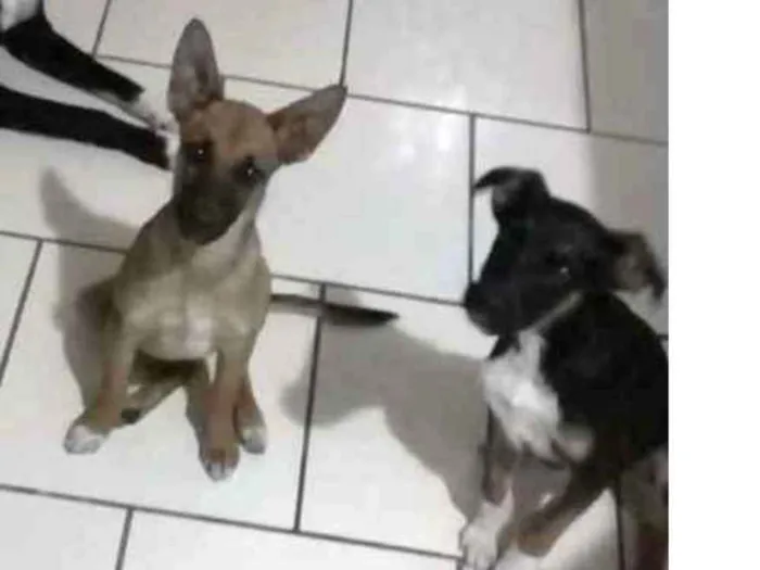 Cachorro ra a Vira lata/Pastor idade 2 a 6 meses nome Bela, Mel, Ózzi,Hero