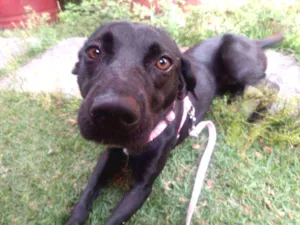 Cachorro raça Vira Lata idade 1 ano nome Kiki