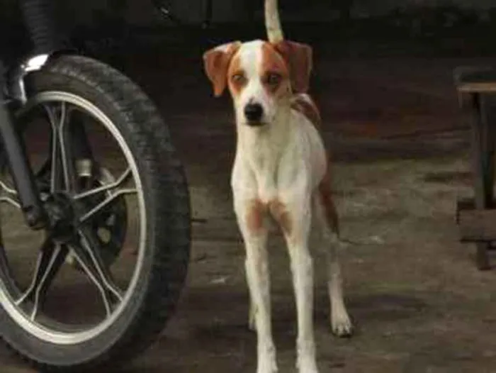 Cachorro ra a Sem raça definida idade 2 anos nome Ben