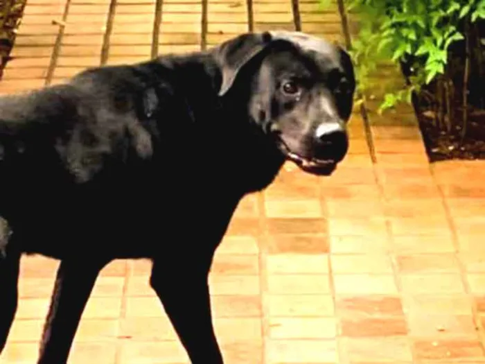 Cachorro ra a Mistura de Labrador idade  nome Não sei