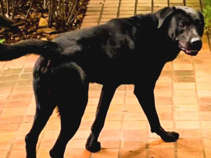 Cachorro ra a Mistura de Labrador idade  nome Não sei