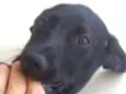 Kiki