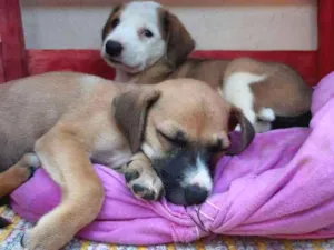 Cachorro raça SRD idade 2 a 6 meses nome A definir