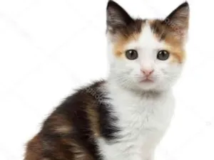 Gato raça SRD idade 2 a 6 meses nome Chica 