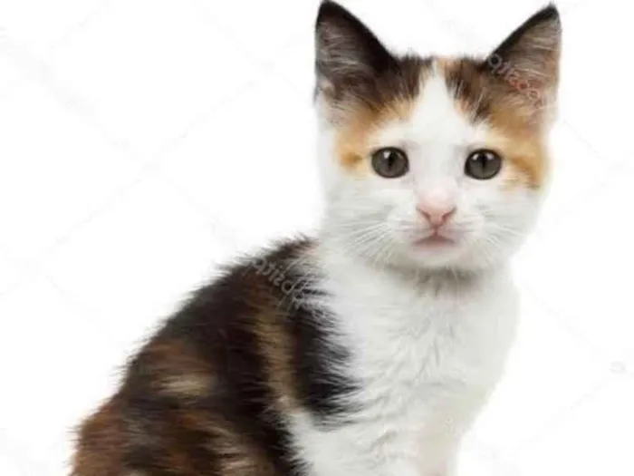 Gato ra a SRD idade 2 a 6 meses nome Chica 