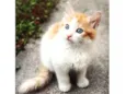 Felix 