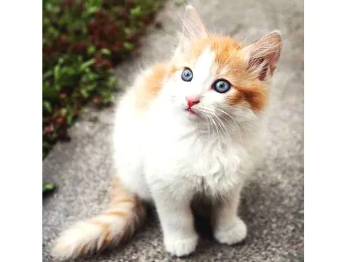 Gato ra a SRD idade 2 a 6 meses nome Felix 