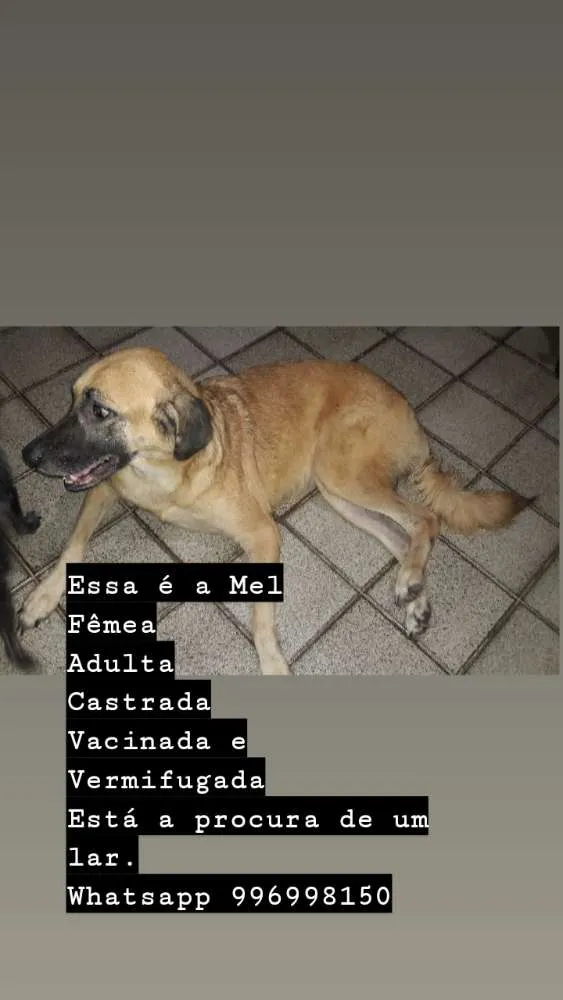 Cachorro raça Desconhecida idade 6 ou mais anos nome Mel