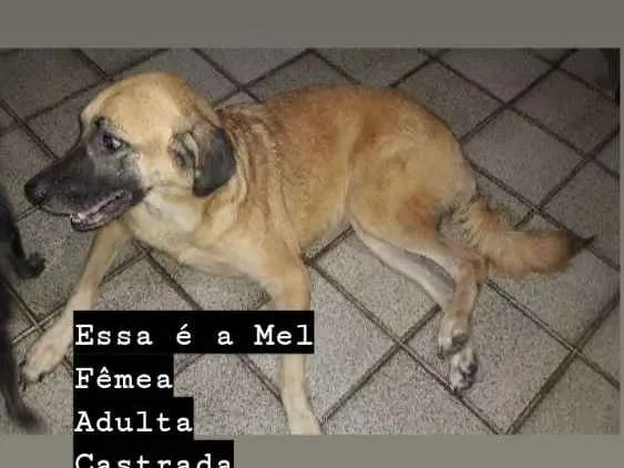 Cachorro raça Desconhecida idade 6 ou mais anos nome Mel