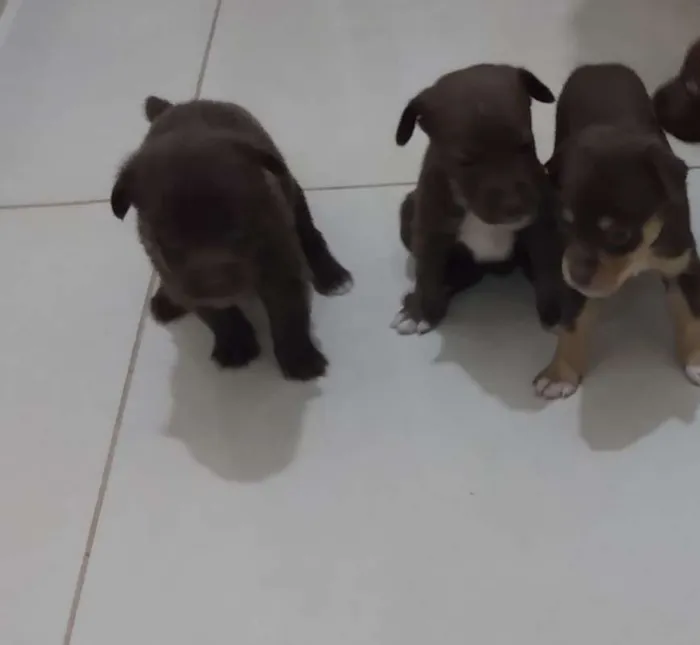 Cachorro ra a Vira lata com Labrador Chocola idade Abaixo de 2 meses nome Ursinho