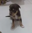 Ursinho