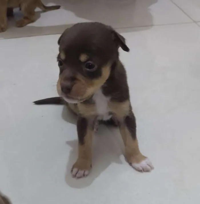 Cachorro ra a Vira lata com Labrador Chocola idade Abaixo de 2 meses nome Ursinho