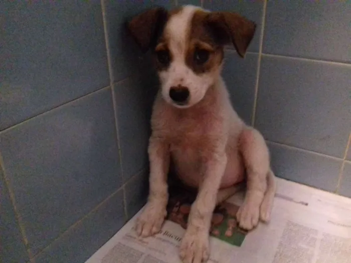 Cachorro raça Srd idade 2 a 6 meses nome Kiron
