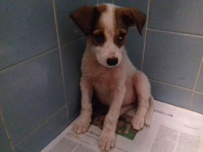 Cachorro raça Srd idade 2 a 6 meses nome Kiron