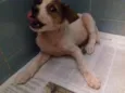 Cachorro raça Srd idade 2 a 6 meses nome Kiron