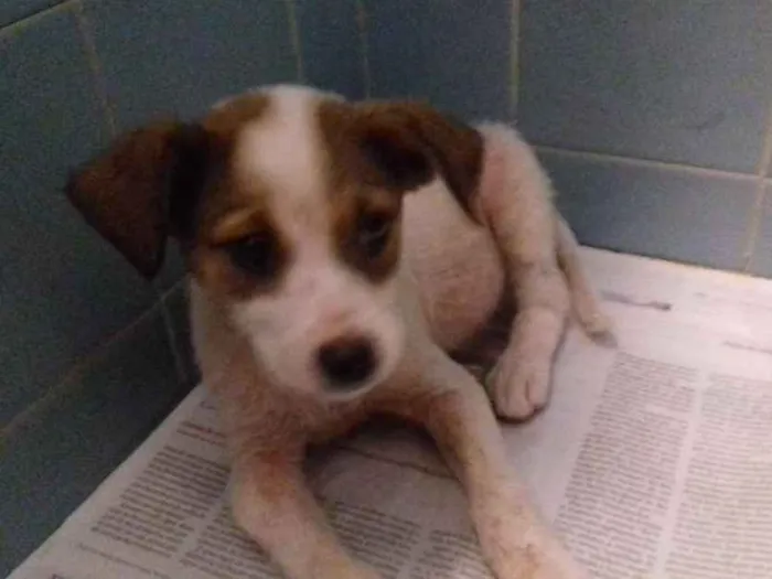 Cachorro raça Srd idade 2 a 6 meses nome Kiron