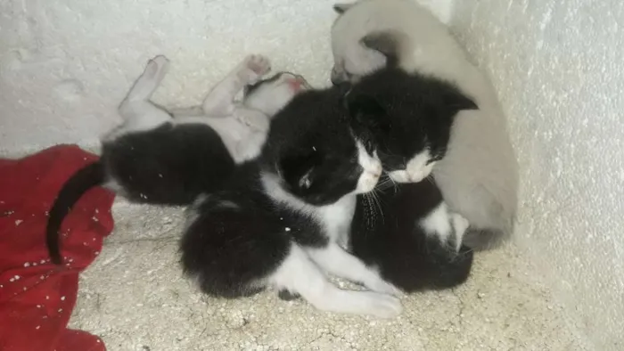 Gato raça  idade Abaixo de 2 meses nome Sem nomes 