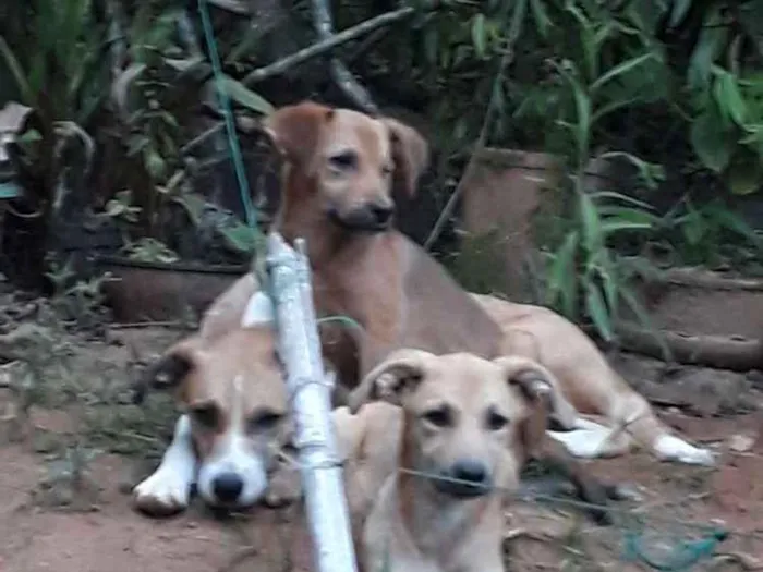 Cachorro ra a Viralata idade 2 a 6 meses nome Não tem 