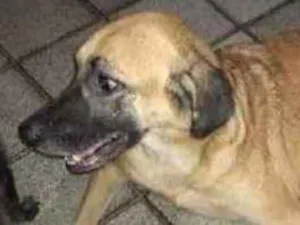 Cachorro raça Desconhecida idade 6 ou mais anos nome Mel