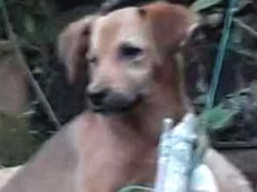 Cachorro ra a Viralata idade 2 a 6 meses nome Não tem 