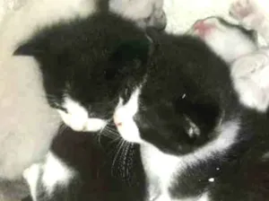 Gato raça  idade Abaixo de 2 meses nome Sem nomes 