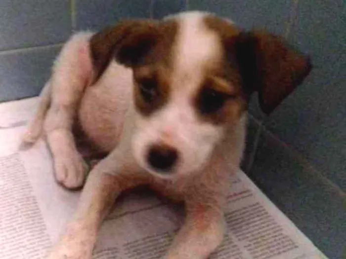 Cachorro raça Srd idade 2 a 6 meses nome Kiron