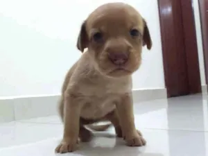 Cachorro raça Vira lata com Labrador Chocola idade Abaixo de 2 meses nome Ursinho