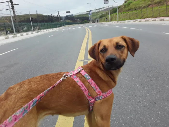 Cachorro ra a SRD idade 1 ano nome Linda