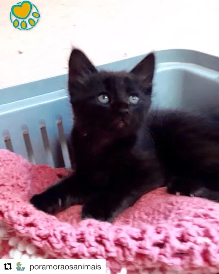 Gato raça Srd  idade Abaixo de 2 meses nome Frida