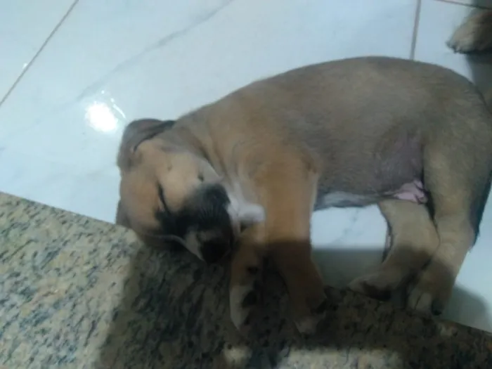 Cachorro raça  idade Abaixo de 2 meses nome Ainda não temos nome