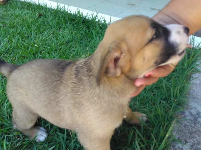 Cachorro raça  idade Abaixo de 2 meses nome Ainda não temos nome