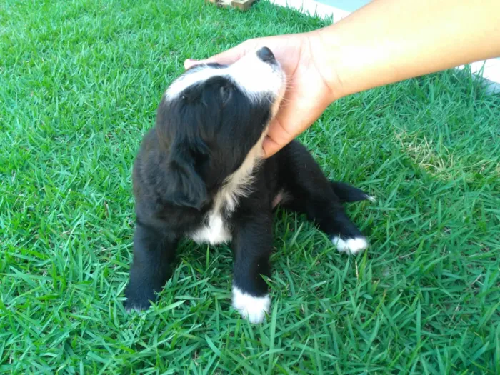 Cachorro raça  idade Abaixo de 2 meses nome Ainda não temos nome
