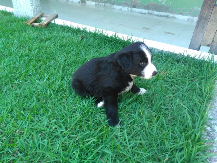 Cachorro raça  idade Abaixo de 2 meses nome Ainda não temos nome