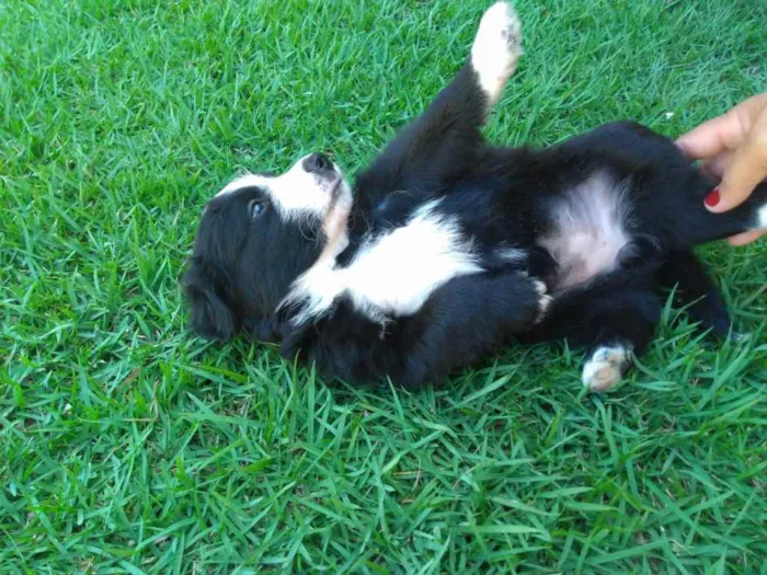 Cachorro raça  idade Abaixo de 2 meses nome Ainda não temos nome