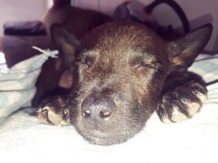 Cachorro ra a Não sei a Raça idade 2 a 6 meses nome Thor