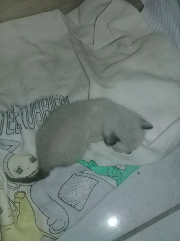 Gato ra a Cianes  idade Abaixo de 2 meses nome Não tem nome