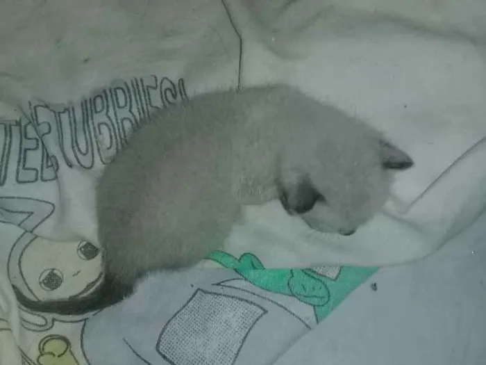Gato ra a Cianes  idade Abaixo de 2 meses nome Não tem nome