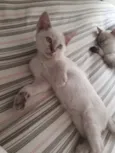 Enzo