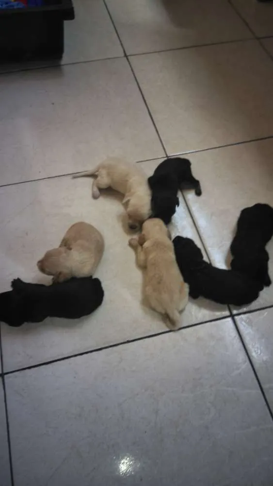 Cachorro raça Labrador com cookie  idade Abaixo de 2 meses nome Fofos