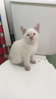 Enzo